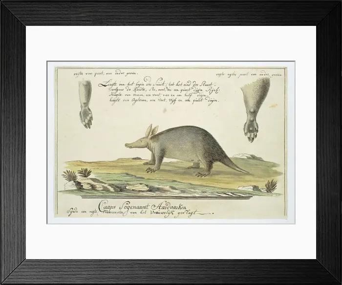 Framed Print : Orycteropus afer (Aardvark), 1777-1786. Creator: Robert Jacob Gordon Framed Print : Orycteropus afer (Aardvark), 1777-1786. Creator: Robert Jacob Gordon