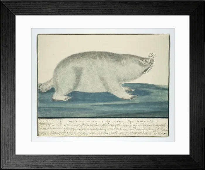 Framed Print : Bathyergus suillus (Cape dune mole-rat), 1778. Creator: Robert Jacob Gordon Framed Print : Bathyergus suillus (Cape dune mole-rat), 1778. Creator: Robert Jacob Gordon