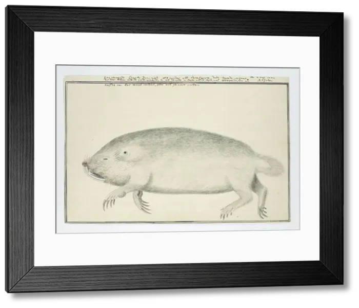 Framed Print : Bathyergus suillus (Cape dune mole-rat), 1777. Creator: Robert Jacob Gordon Framed Print : Bathyergus suillus (Cape dune mole-rat), 1777. Creator: Robert Jacob Gordon