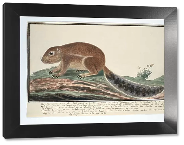 Xerus inauris (Cape ground squirrel), 1777-1786. Creator: Robert Jacob Gordon