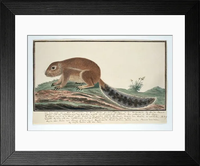 Framed Print : Xerus inauris (Cape ground squirrel), 1777-1786. Creator: Robert Jacob Gordon Framed Print : Xerus inauris (Cape ground squirrel), 1777-1786. Creator: Robert Jacob Gordon