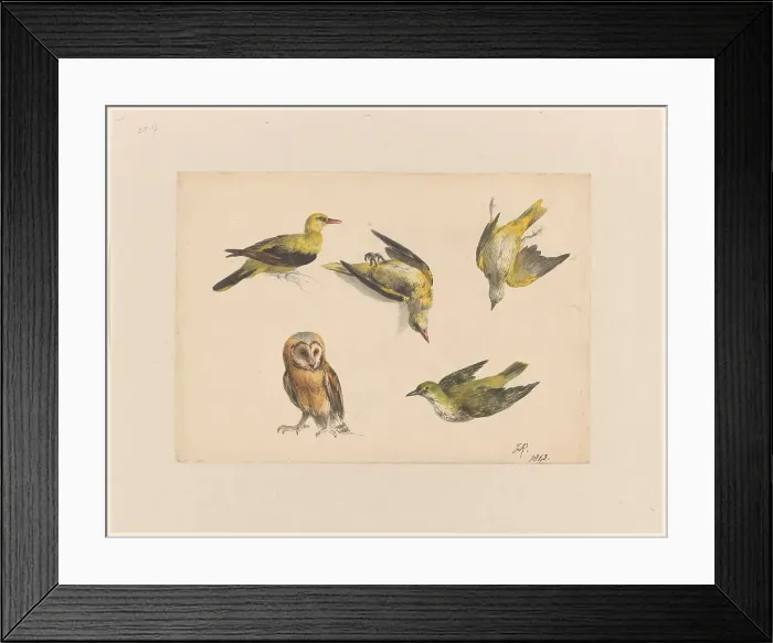 Framed Print : Studies of an Owl and Two Orioles, 1843. Creator: Henriette Ronner Framed Print : Studies of an Owl and Two Orioles, 1843. Creator: Henriette Ronner