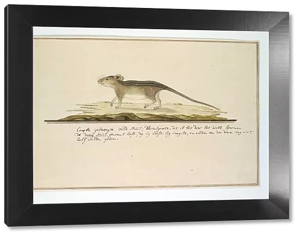 Rhabdomys pumilio (Four-striped grass mouse), in or after c.1786. Creator: Robert Jacob Gordon