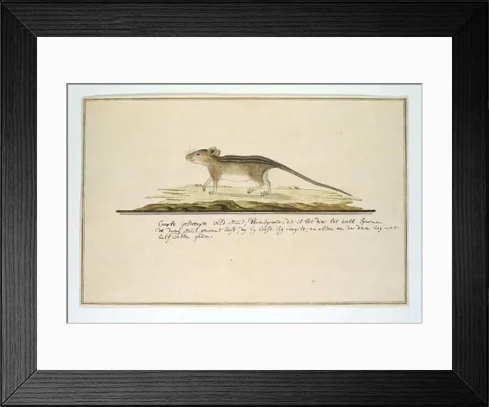 Framed Print : Rhabdomys pumilio (Four-striped grass mouse), in or after c.1786. Creator: Robert Jacob Gordon Framed Print : Rhabdomys pumilio (Four-striped grass mouse), in or after c.1786. Creator: Robert Jacob Gordon