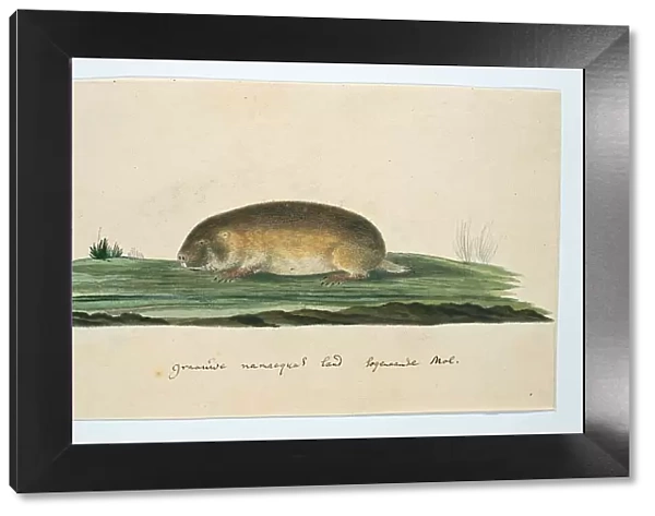 Bathyergus janetta (Namaqua dune mole-rat), 1777-1786. Creator: Robert Jacob Gordon