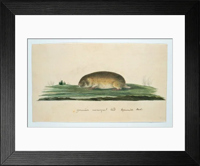Framed Print : Bathyergus janetta (Namaqua dune mole-rat), 1777-1786. Creator: Robert Jacob Gordon Framed Print : Bathyergus janetta (Namaqua dune mole-rat), 1777-1786. Creator: Robert Jacob Gordon