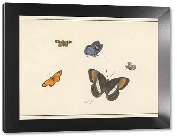 Five butterflies, c. 1677-c. 1726. Creator: Herman Henstenburgh