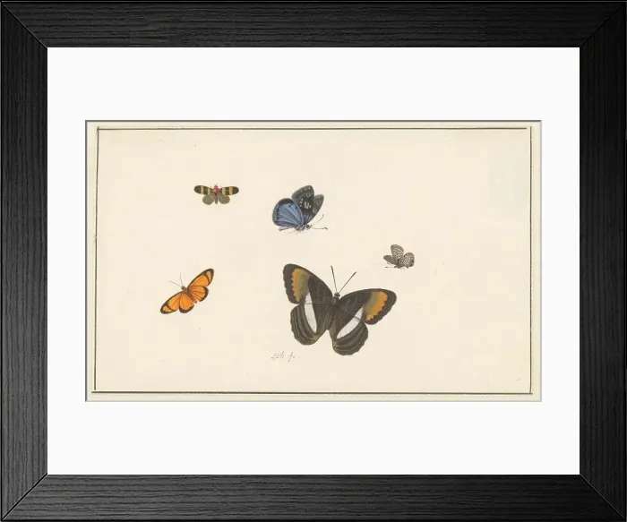 Framed Print : Five butterflies, c. 1677-c. 1726. Creator: Herman Henstenburgh Framed Print : Five butterflies, c. 1677-c. 1726. Creator: Herman Henstenburgh