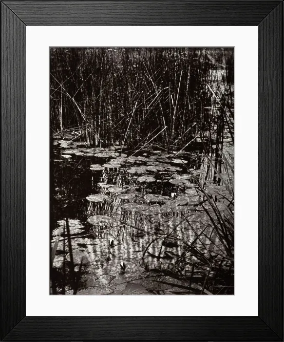 Framed Print : Nenuphars, c1890s, (1956). Creator: Eugene Atget Framed Print : Nenuphars, c1890s, (1956). Creator: Eugene Atget