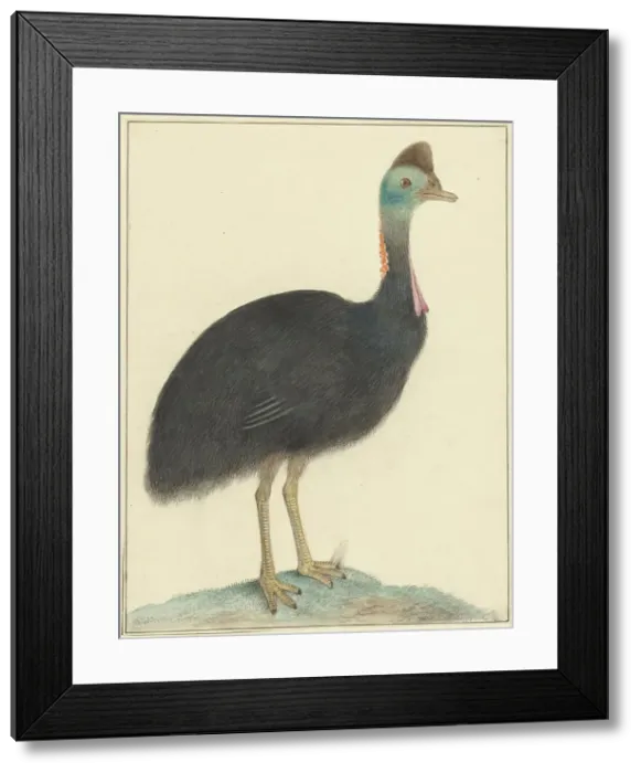 Framed Print : Cassowary, 1826. Creator: Isaac van Haastert Framed Print : Cassowary, 1826. Creator: Isaac van Haastert