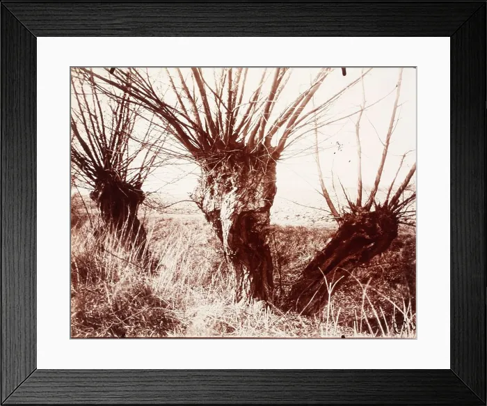 Framed Print : Saules, Printed 1921-1922. Creator: Eugene Atget Framed Print : Saules, Printed 1921-1922. Creator: Eugene Atget
