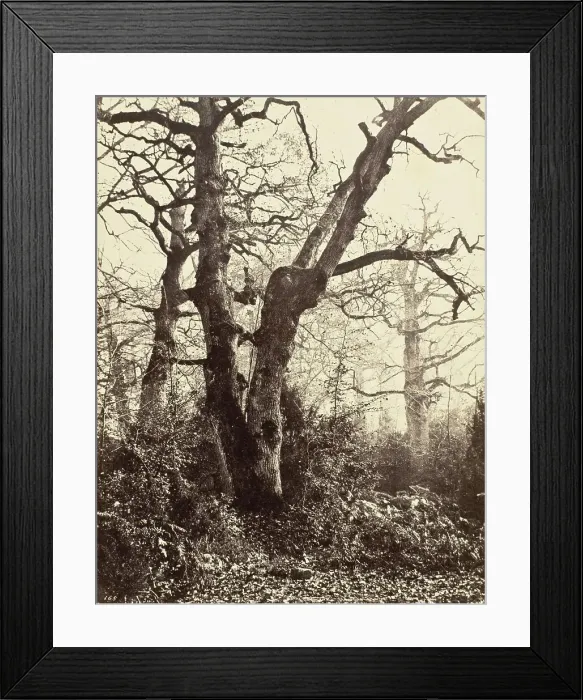 Framed Print : Près le Bodmer (Close to the Bodmer Oak), c.1858. Creator: Eugène Cuvelier Framed Print : Près le Bodmer (Close to the Bodmer Oak), c.1858. Creator: Eugène Cuvelier