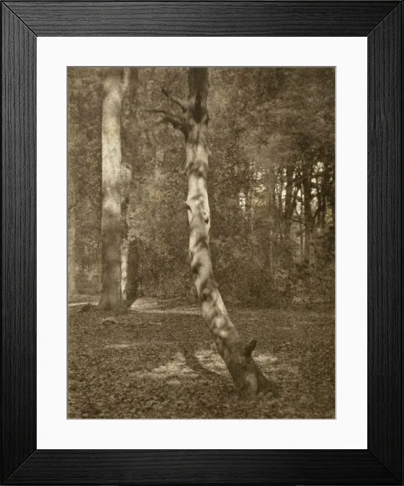 Framed Print : In Deerleap Woods, Printed 1900 circa. Creator: Frederick Henry Evans Framed Print : In Deerleap Woods, Printed 1900 circa. Creator: Frederick Henry Evans