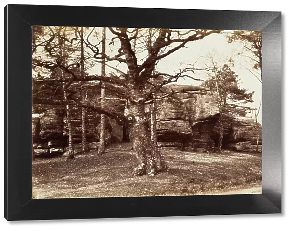 Tree and Rock, c.1850. Creator: Henrietta Augusta Mostyn