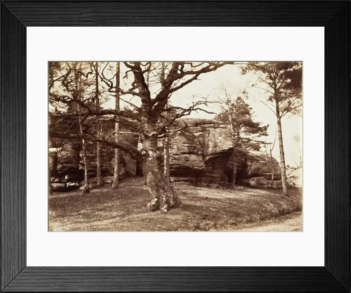 Framed Print : Tree and Rock, c.1850. Creator: Henrietta Augusta Mostyn Framed Print : Tree and Rock, c.1850. Creator: Henrietta Augusta Mostyn