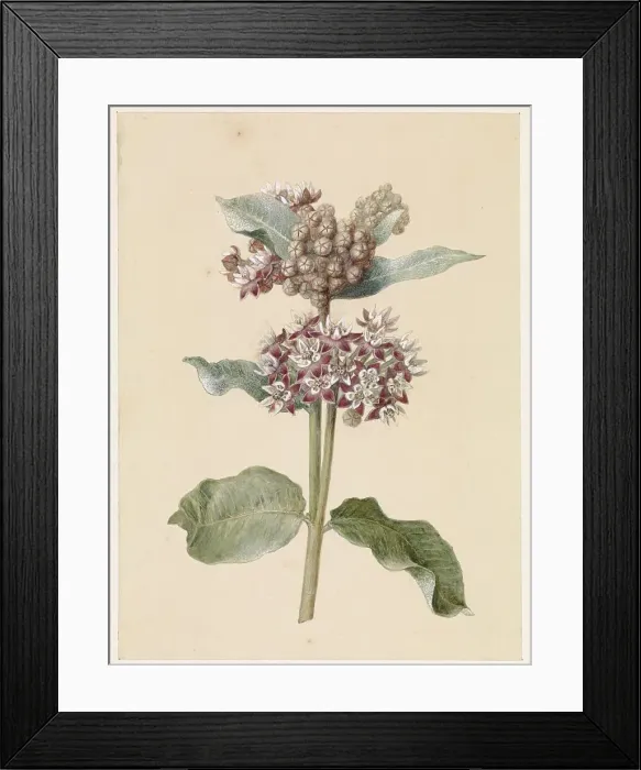 Framed Print : Flowering Asclepias Species, 1831-1900. Creator: Jan Jacob Goteling Vinnis Framed Print : Flowering Asclepias Species, 1831-1900. Creator: Jan Jacob Goteling Vinnis