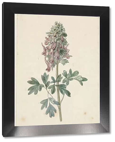 Flowering Corydalis Bulbosa, 1831-1900. Creator: Jan Jacob Goteling Vinnis