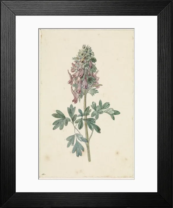 Framed Print : Flowering Corydalis Bulbosa, 1831-1900. Creator: Jan Jacob Goteling Vinnis Framed Print : Flowering Corydalis Bulbosa, 1831-1900. Creator: Jan Jacob Goteling Vinnis