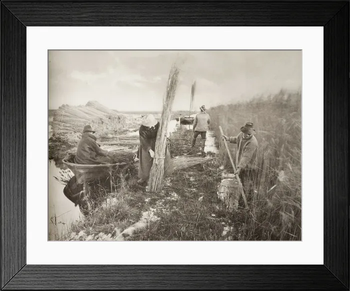 Framed Print : During the Reed-Harvest, 1886. Creator: Peter Henry Emerson Framed Print : During the Reed-Harvest, 1886. Creator: Peter Henry Emerson
