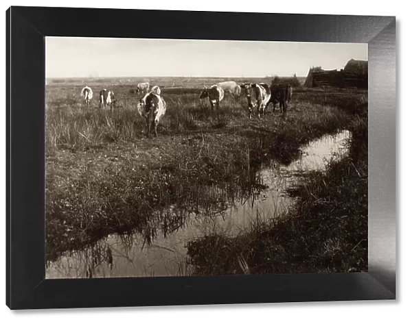 Cattle on the Marshes, 1886. Creator: Peter Henry Emerson