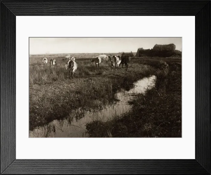 Framed Print : Cattle on the Marshes, 1886. Creator: Peter Henry Emerson