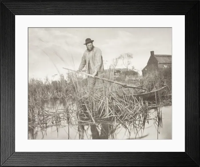 Framed Print : Cutting the Gladdon, 1886. Creator: Peter Henry Emerson Framed Print : Cutting the Gladdon, 1886. Creator: Peter Henry Emerson