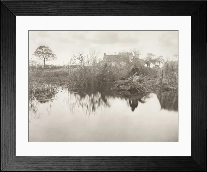 Framed Print : Quanting the Gladdon, 1886. Creator: Peter Henry Emerson Framed Print : Quanting the Gladdon, 1886. Creator: Peter Henry Emerson