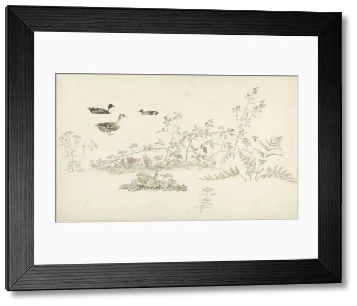 Framed Print : Study sheet with plants and water birds, 1806. Creator: Josephus Augustus Knip Framed Print : Study sheet with plants and water birds, 1806. Creator: Josephus Augustus Knip