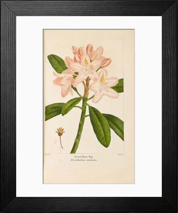 Framed Print : From Histoire des Arbes Forestiers de l'Amérique Septentrionale by François André... 1810-1811. Creator: Bessa, Pancrace (1772-1846). From Histoire des Arbes Forestiers de l'Amérique Septentrionale by François Framed Print : From Histoire des Arbes Forestiers de l'Amérique Septentrionale by François André... 1810-1811. Creator: Bessa, Pancrace (1772-1846). From Histoire des Arbes Forestiers de l'Amérique Septentrionale by François