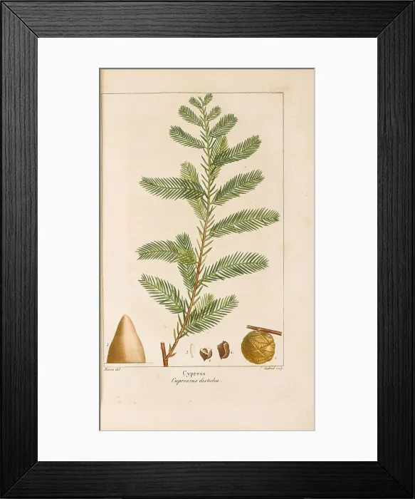 Framed Print : From Histoire des Arbes Forestiers de l'Amérique Septentrionale by François André... 1810-1811. Creator: Bessa, Pancrace (1772-1846). From Histoire des Arbes Forestiers de l'Amérique Septentrionale by François Framed Print : From Histoire des Arbes Forestiers de l'Amérique Septentrionale by François André... 1810-1811. Creator: Bessa, Pancrace (1772-1846). From Histoire des Arbes Forestiers de l'Amérique Septentrionale by François