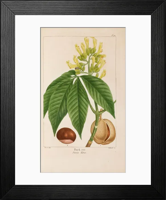 Framed Print : From Histoire des Arbes Forestiers de l'Amérique Septentrionale by François André... 1810-1811. Creator: Bessa, Pancrace (1772-1846). From Histoire des Arbes Forestiers de l'Amérique Septentrionale by François Framed Print : From Histoire des Arbes Forestiers de l'Amérique Septentrionale by François André... 1810-1811. Creator: Bessa, Pancrace (1772-1846). From Histoire des Arbes Forestiers de l'Amérique Septentrionale by François