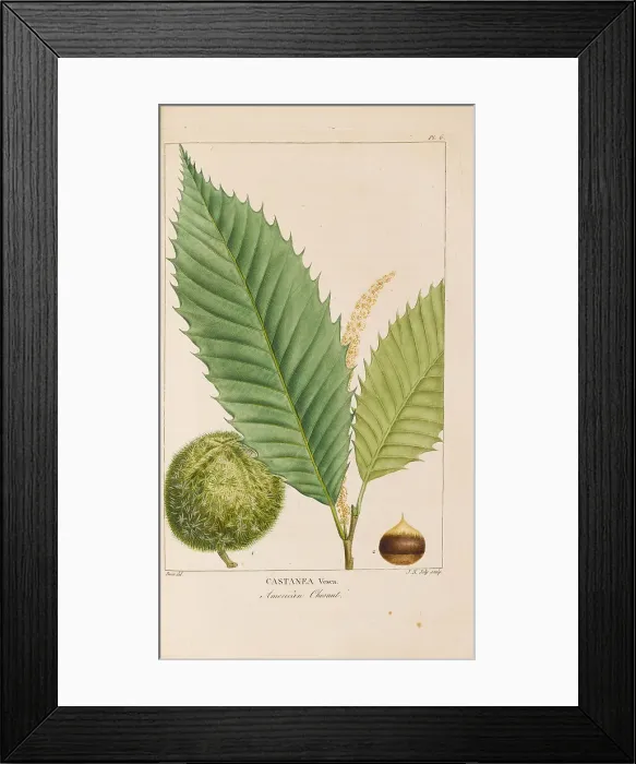 Framed Print : From Histoire des Arbes Forestiers de l'Amérique Septentrionale by François André... 1810-1811. Creator: Bessa, Pancrace (1772-1846). From Histoire des Arbes Forestiers de l'Amérique Septentrionale by François Framed Print : From Histoire des Arbes Forestiers de l'Amérique Septentrionale by François André... 1810-1811. Creator: Bessa, Pancrace (1772-1846). From Histoire des Arbes Forestiers de l'Amérique Septentrionale by François
