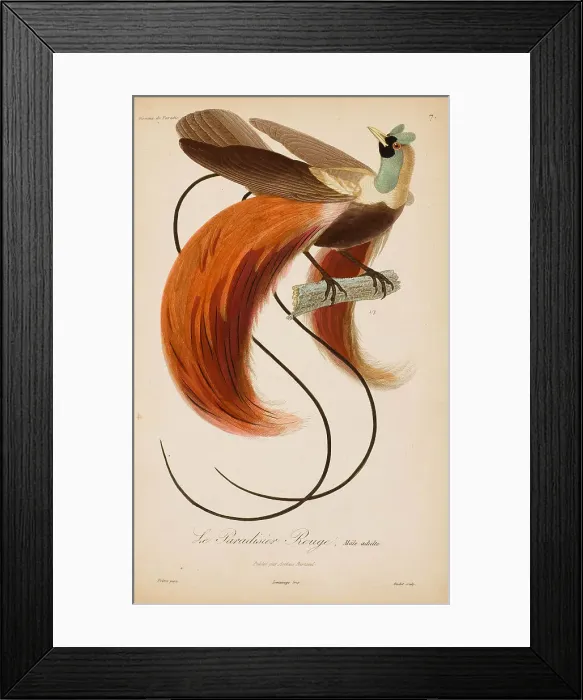 Framed Print : From Histoire naturelle des oiseaux de Paradis by R.-P. Lesson, 1835. Creator: Prêtre, Jean-Gabriel (1768-1849). From Histoire naturelle des oiseaux de Paradis by R.-P. Lesson, 1835. Creator: Prêtre, Jean-Gabriel (1768-1849) Framed Print : From Histoire naturelle des oiseaux de Paradis by R.-P. Lesson, 1835. Creator: Prêtre, Jean-Gabriel (1768-1849). From Histoire naturelle des oiseaux de Paradis by R.-P. Lesson, 1835. Creator: Prêtre, Jean-Gabriel (1768-1849)
