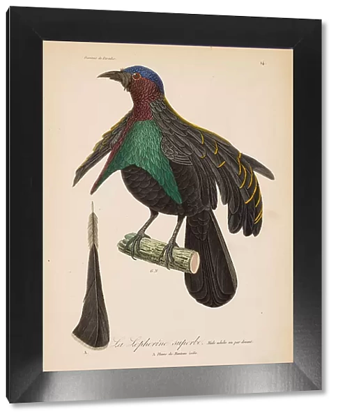 From 'Histoire naturelle des oiseaux de Paradis' by R.-P. Lesson, 1835. Creator: Prêtre, Jean-Gabriel (1768-1849). From 'Histoire naturelle des oiseaux de Paradis' by R.-P. Lesson, 1835. Creator: Prêtre, Jean-Gabriel (1768-1849)