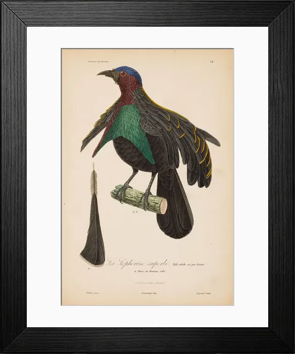 Framed Print : From Histoire naturelle des oiseaux de Paradis by R.-P. Lesson, 1835. Creator: Prêtre, Jean-Gabriel (1768-1849). From Histoire naturelle des oiseaux de Paradis by R.-P. Lesson, 1835. Creator: Prêtre, Jean-Gabriel (1768-1849)
