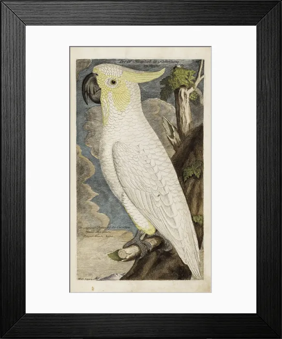 Framed Print : Illustration from Ornithology - Presentation of the birds by Johann Leonhard Frisch, 1733. Creator: Frisch, Johann Leonhard (1666-1743). Illustration from Ornithology - Presentation of the birds by Johann Leonhard Frisch, 1733 Framed Print : Illustration from Ornithology - Presentation of the birds by Johann Leonhard Frisch, 1733. Creator: Frisch, Johann Leonhard (1666-1743). Illustration from Ornithology - Presentation of the birds by Johann Leonhard Frisch, 1733