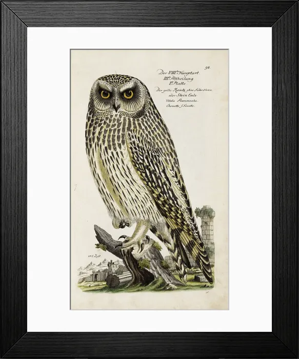 Framed Print : Illustration from Ornithology - Presentation of the birds by Johann Leonhard Frisch, 1733. Creator: Frisch, Johann Leonhard (1666-1743). Illustration from Ornithology - Presentation of the birds by Johann Leonhard Frisch, 1733 Framed Print : Illustration from Ornithology - Presentation of the birds by Johann Leonhard Frisch, 1733. Creator: Frisch, Johann Leonhard (1666-1743). Illustration from Ornithology - Presentation of the birds by Johann Leonhard Frisch, 1733
