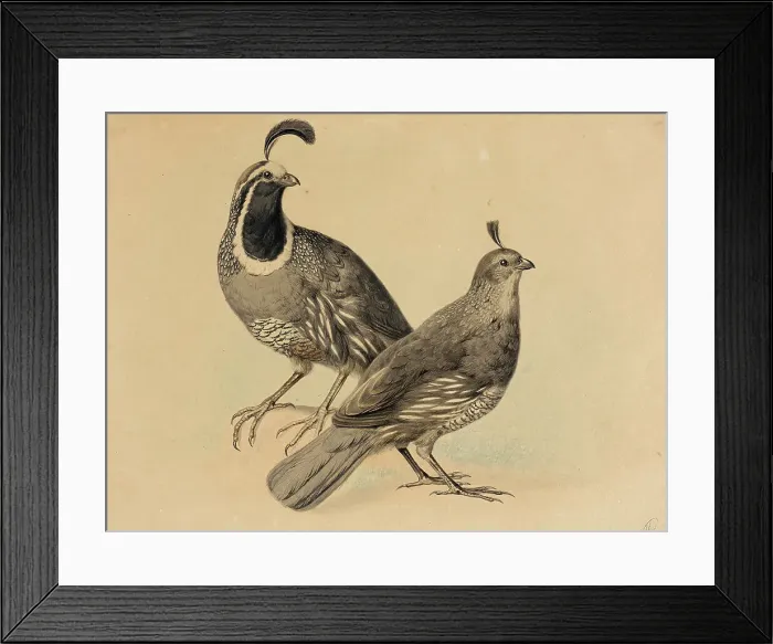 Framed Print : Gamble Quail, 1858. Creator: Charles Christian Nahl Framed Print : Gamble Quail, 1858. Creator: Charles Christian Nahl