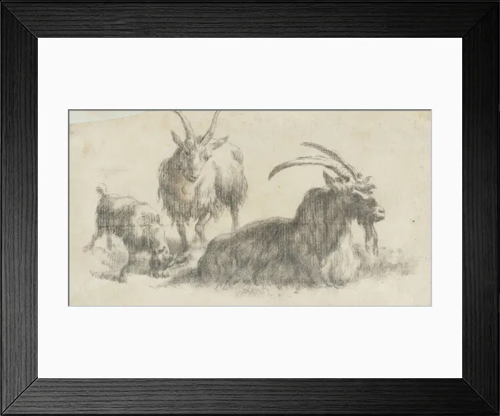 Framed Print : Ram, Ewe and Kid, 17th century. Creator: Marcus de Bye Framed Print : Ram, Ewe and Kid, 17th century. Creator: Marcus de Bye
