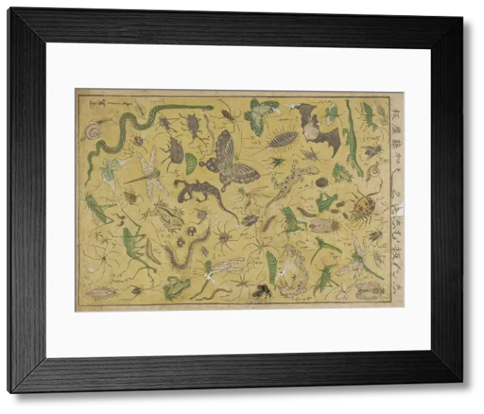 Framed Print : Insects, 19th century. Creator: Tsukioka Yoshitoshi Framed Print : Insects, 19th century. Creator: Tsukioka Yoshitoshi