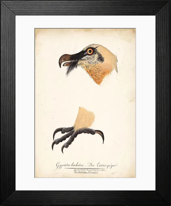 Framed Print : Ornithological Study, c.1800. Creator: Kuhn, G. (active 1795-1825) Framed Print : Ornithological Study, c.1800. Creator: Kuhn, G. (active 1795-1825)
