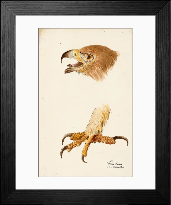 Framed Print : Ornithological Study, c.1800. Creator: Kuhn, G. (active 1795-1825) Framed Print : Ornithological Study, c.1800. Creator: Kuhn, G. (active 1795-1825)