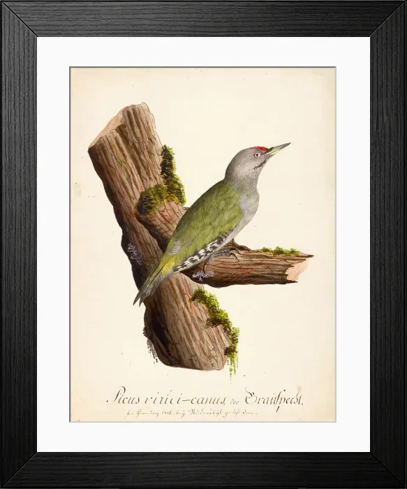 Framed Print : Ornithological Study, c.1800. Creator: Kuhn, G. (active 1795-1825) Framed Print : Ornithological Study, c.1800. Creator: Kuhn, G. (active 1795-1825)