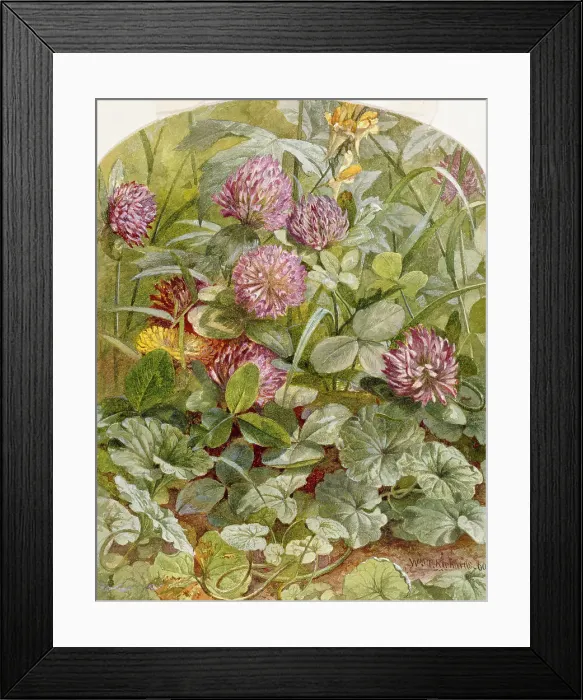Framed Print : Red Clover with Butter-and-Eggs and Ground Ivy, 1860. Creator: William Trost Richards Framed Print : Red Clover with Butter-and-Eggs and Ground Ivy, 1860. Creator: William Trost Richards