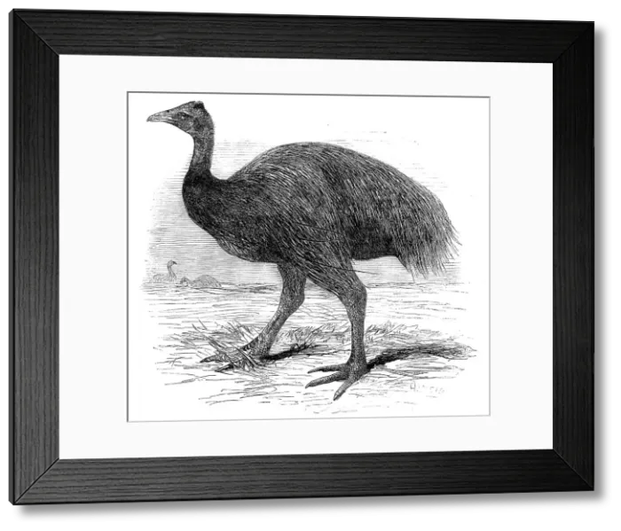 Framed Print : The Mooruk, in the Gardens of the Zoological Society, Regent's Park, 1858. Creator: Unknown Framed Print : The Mooruk, in the Gardens of the Zoological Society, Regent's Park, 1858. Creator: Unknown