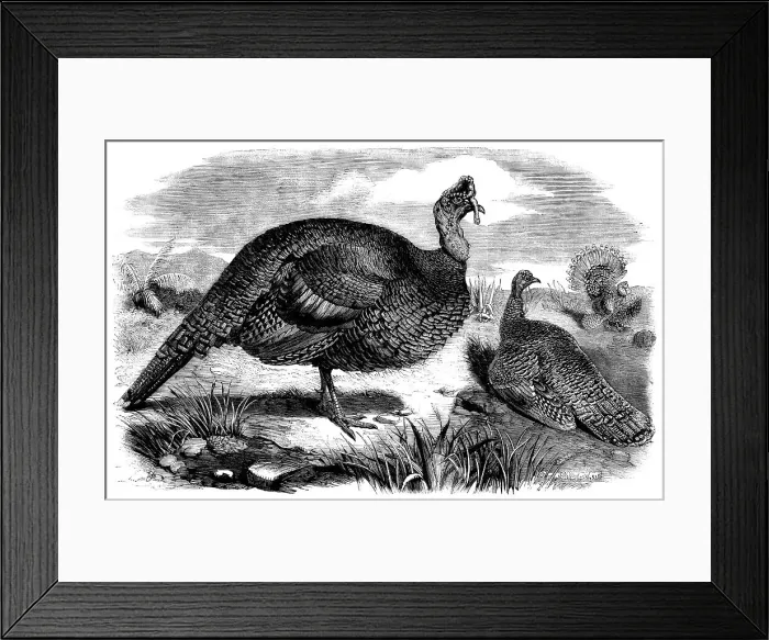 Framed Print : Honduras Turkeys, in the Gardens of the Zoological Society, Regent's Park, 1858. Creator: Unknown Framed Print : Honduras Turkeys, in the Gardens of the Zoological Society, Regent's Park, 1858. Creator: Unknown