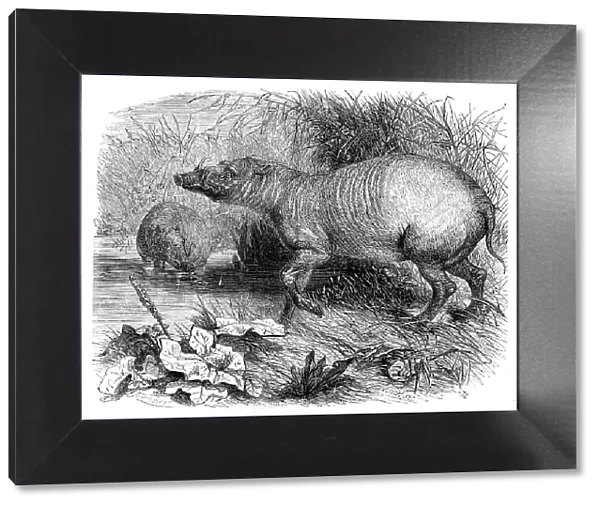 The Babirussa, recently added to the Zoological Society's Gardens, Regent's Park, 1860. Creator: Pearson