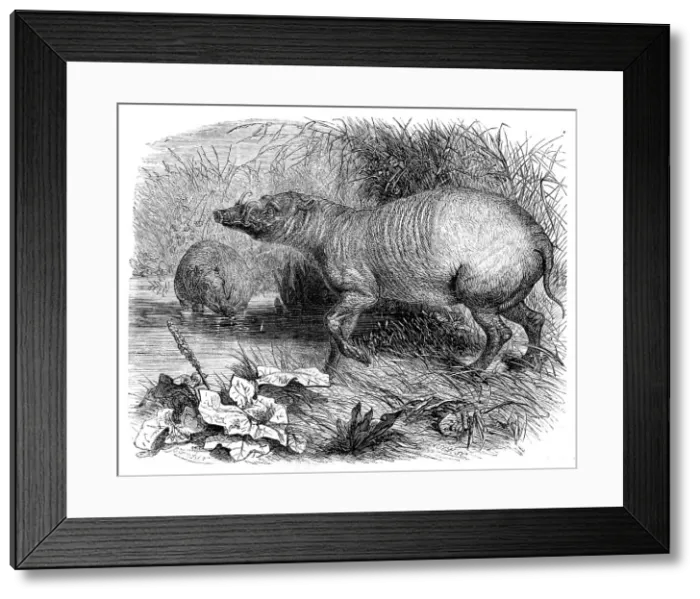Framed Print : The Babirussa, recently added to the Zoological Society's Gardens, Regent's Park, 1860. Creator: Pearson Framed Print : The Babirussa, recently added to the Zoological Society's Gardens, Regent's Park, 1860. Creator: Pearson