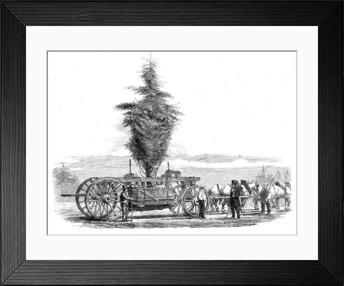 Framed Print : Removal of a large tree from Chiswick to the new gardens of the Horticultural Society at... 1860. Creator: Unknown Framed Print : Removal of a large tree from Chiswick to the new gardens of the Horticultural Society at... 1860. Creator: Unknown