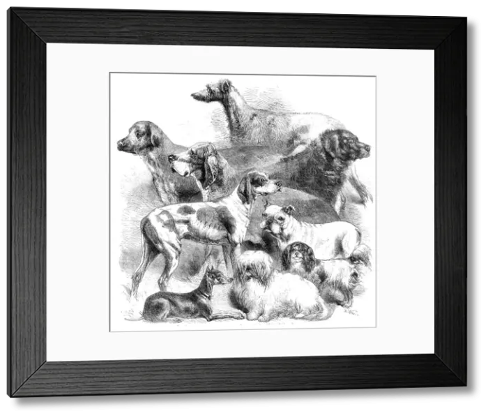 Framed Print : National Exhibition of Dogs at Birmingham, 1860. Creator: Harrison Weir Framed Print : National Exhibition of Dogs at Birmingham, 1860. Creator: Harrison Weir